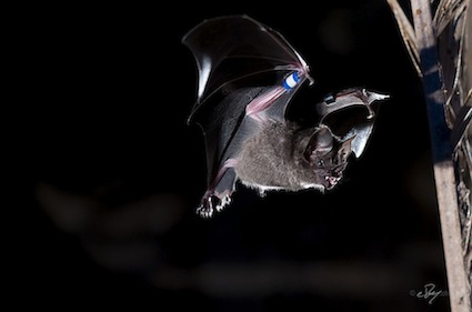 Seba’s Short-Tailed Bat