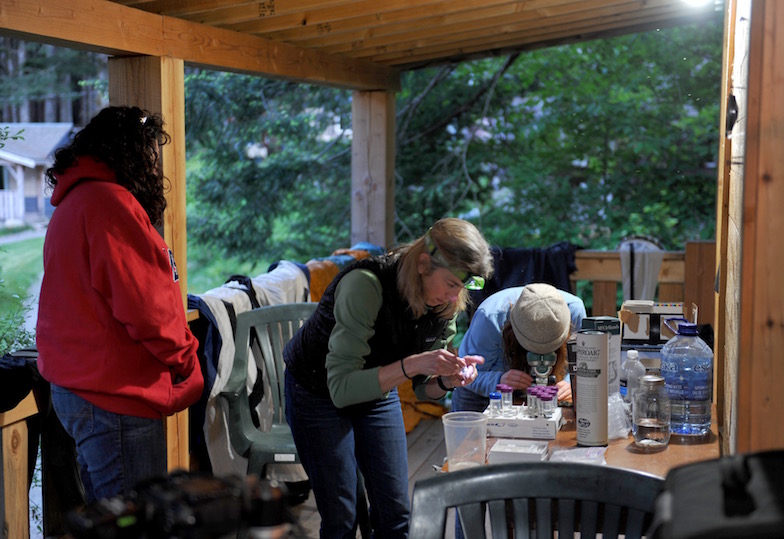 June 2013: Katie Peichel making crosses in the field with Carole Tanner and Dieta Hanson near Roberts Lake, Vancouver Island, Canada.