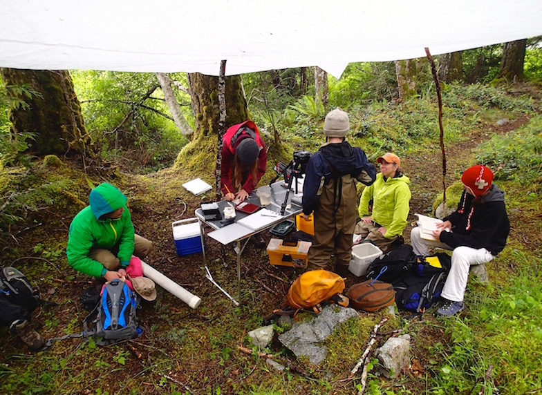 June 2013: Processing lake and stream sticklebacks in the field on Vancouver Island, British Columbia, Canada.